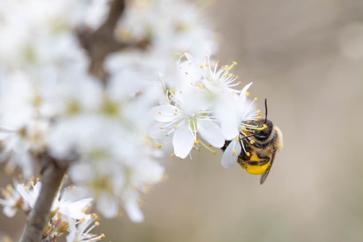 A bee collects pollen from white flowers.