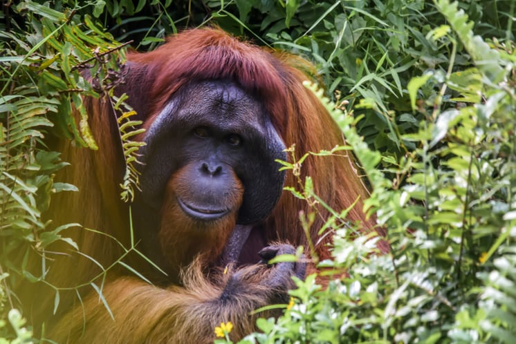 Orang-Utan im Regenwald von Borneo, Malaysia - Foto von Simone Millward auf Unsplash