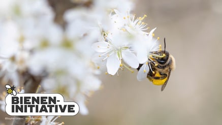 A bee collects pollen from white flowers; the words "Bienen-Initiative" appear in a logo at the bottom left corner.