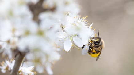 A bee collects pollen from white flowers.