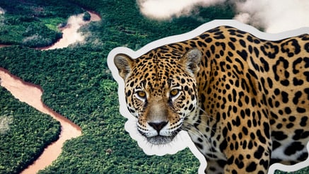 Nahaufnahme eines Jaguars mit gelblich-braunem Fell und schwarzen Flecken vor einem felsigen Hintergrund; Gros plan d'un jaguar au pelage jaune-brun tacheté de noir devant un fond rocheux