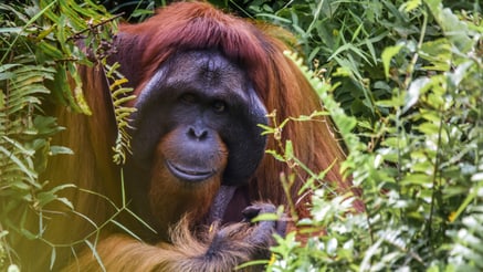 Orang-Utan im Regenwald von Borneo, Malaysia - Foto von Simone Millward auf Unsplash